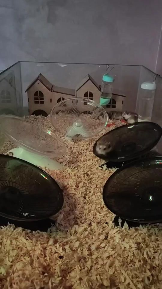 TikTok video thumbnail by hamsterhouse.farhad