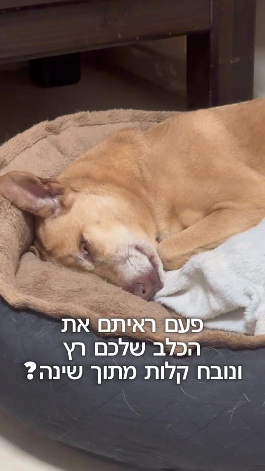 TikTok video thumbnail by dor2dogs