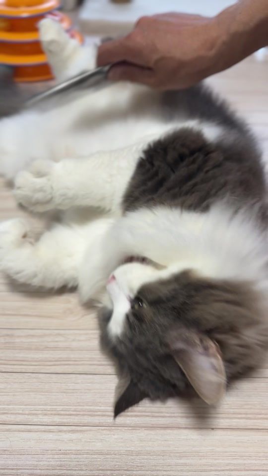 TikTok video thumbnail by oisan_cat_bot