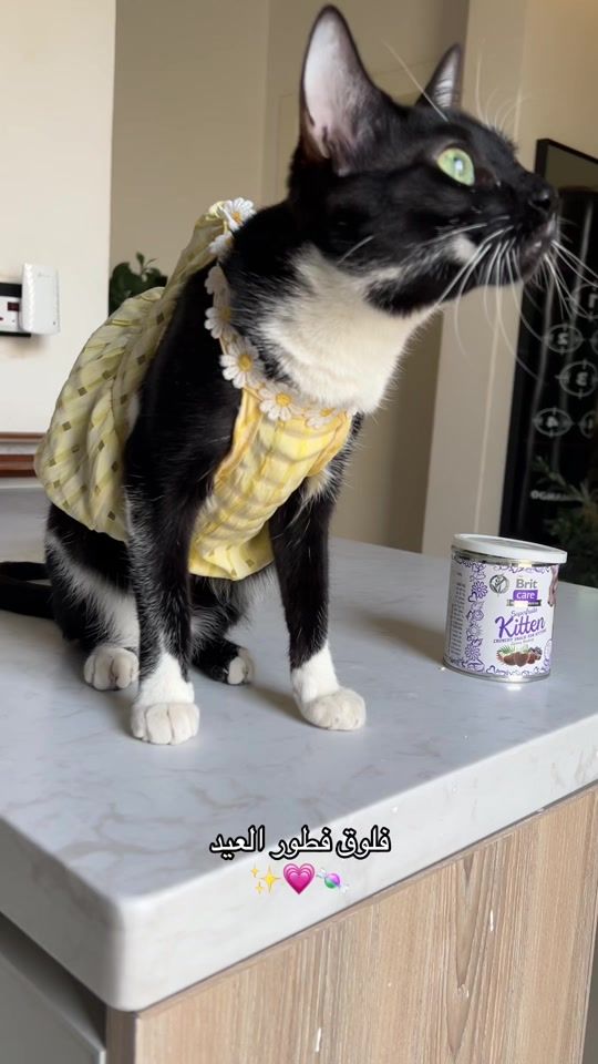 TikTok video thumbnail by linda.ixx