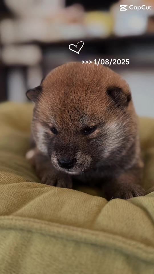 TikTok video thumbnail by khunting5