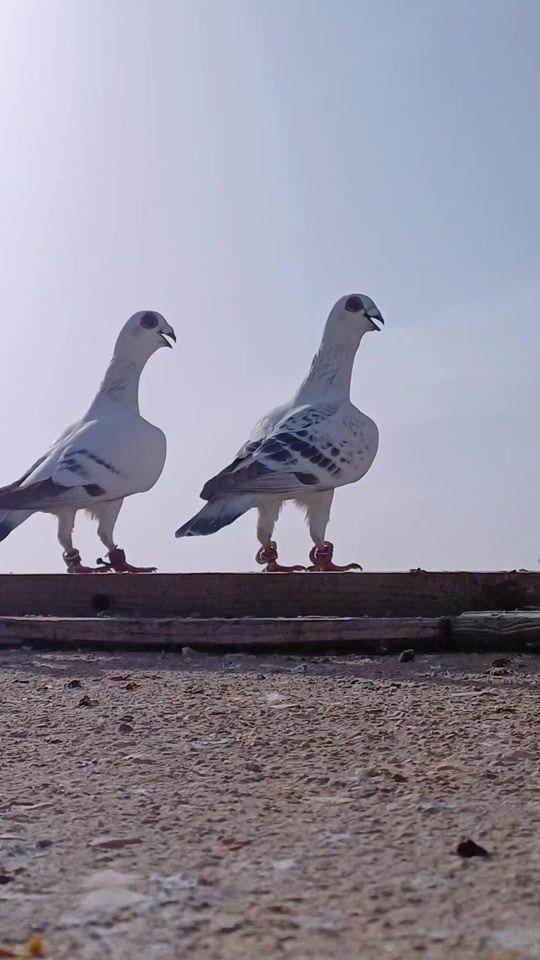 TikTok video thumbnail by wassimkhalil353