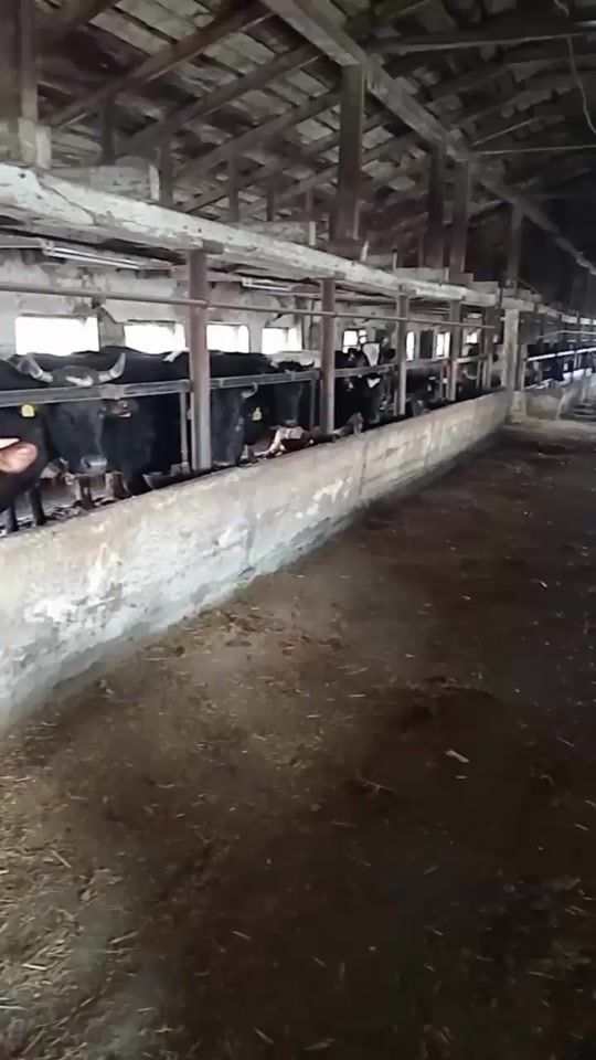 TikTok video thumbnail by andrian.strasnic