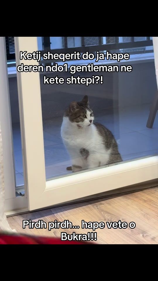 TikTok video thumbnail by trefantastiket