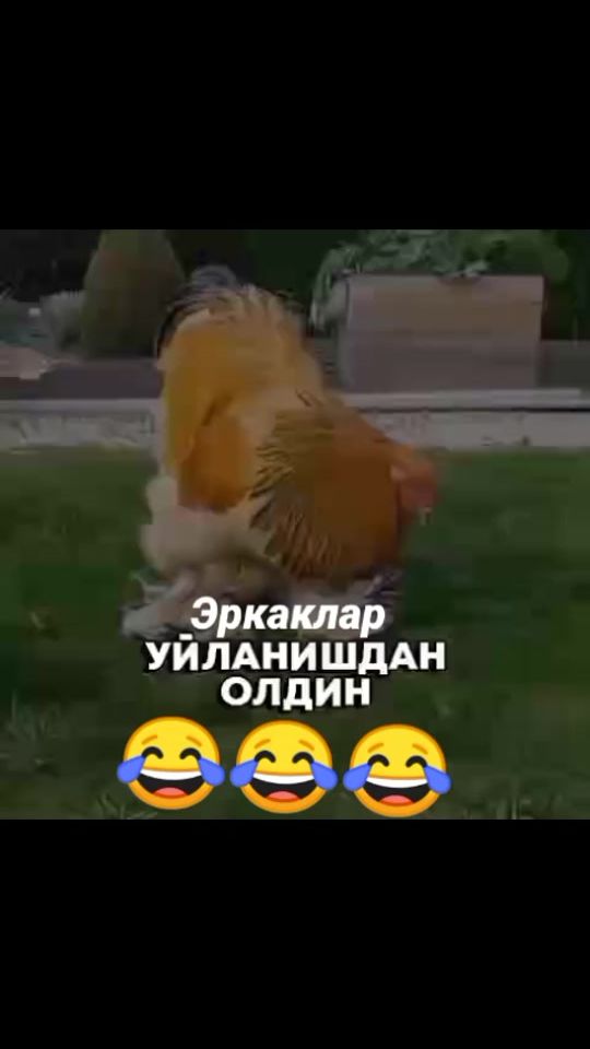 TikTok video thumbnail by user5143613091372