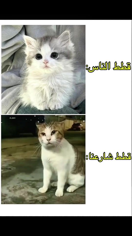 TikTok video thumbnail by i.dont.like.libya