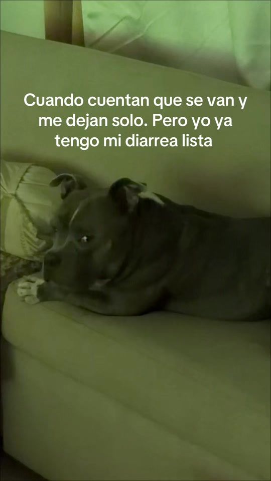 TikTok video thumbnail by bucefaloalejandro