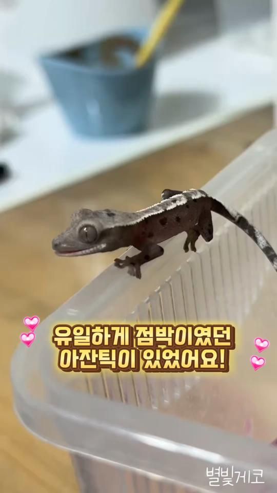 TikTok video thumbnail by starlight_gecko