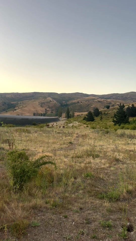 TikTok video thumbnail by nzonhorseback