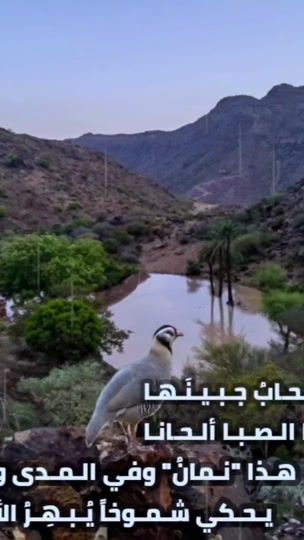 TikTok video thumbnail by .zaher.dhyab