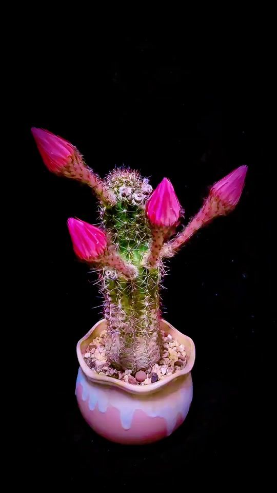 TikTok video thumbnail by user8718440737690