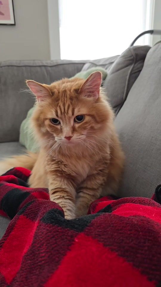 TikTok video thumbnail by walter.the.catt