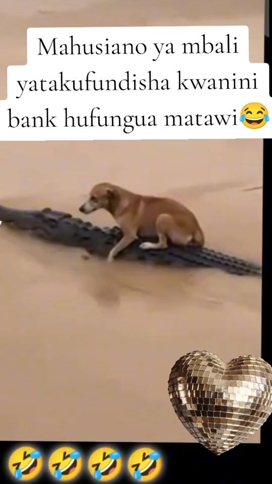 TikTok video thumbnail by eliymichael