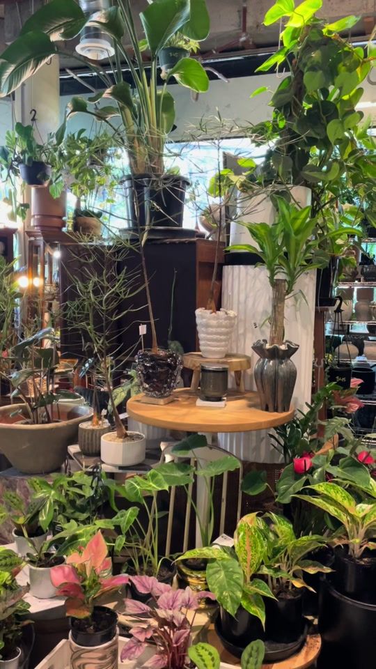 TikTok video thumbnail by botanicah.melbourne