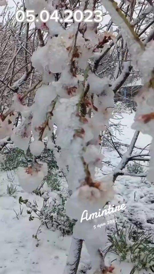 TikTok video thumbnail by ...lili...lili