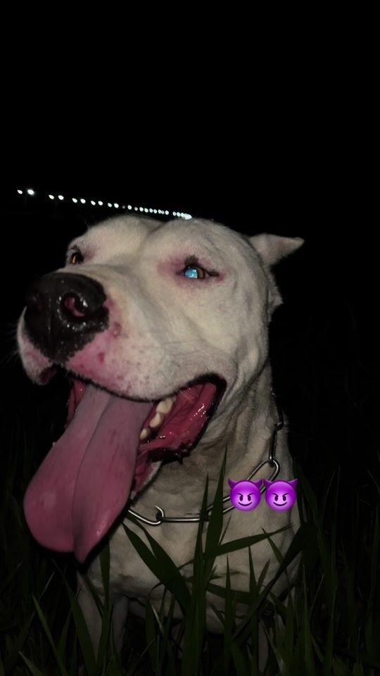 TikTok video thumbnail by _elvage_dogoarjentino_