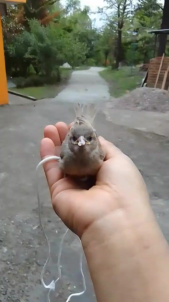 TikTok video thumbnail by chychy2765
