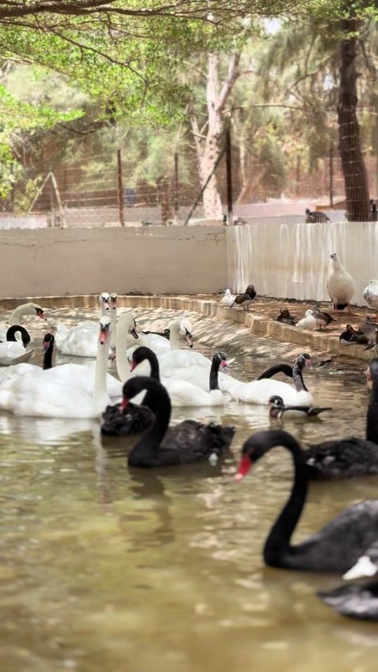 TikTok video thumbnail by falls_breeding
