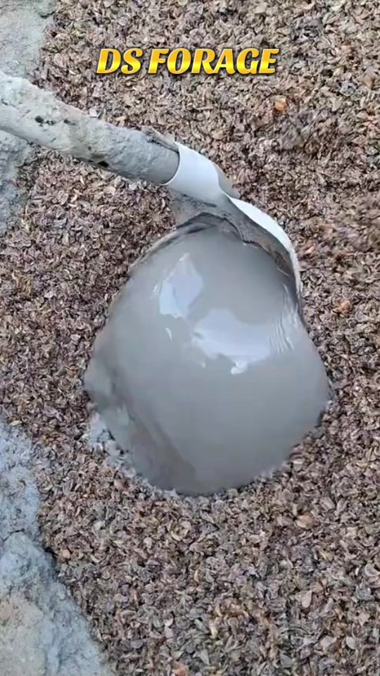 TikTok video thumbnail by ds_forage2