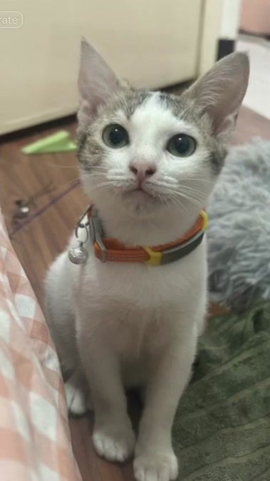 TikTok video thumbnail by luckymeows_tilapia