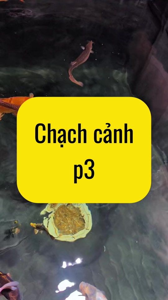 TikTok video thumbnail by nghienthungxop