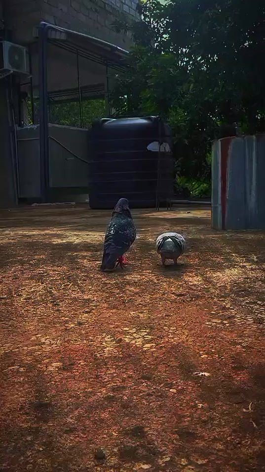TikTok video thumbnail by its_me_althaf27