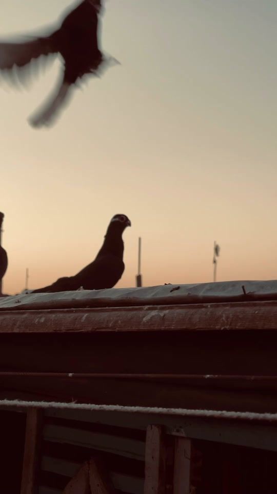 TikTok video thumbnail by amr_omar_75