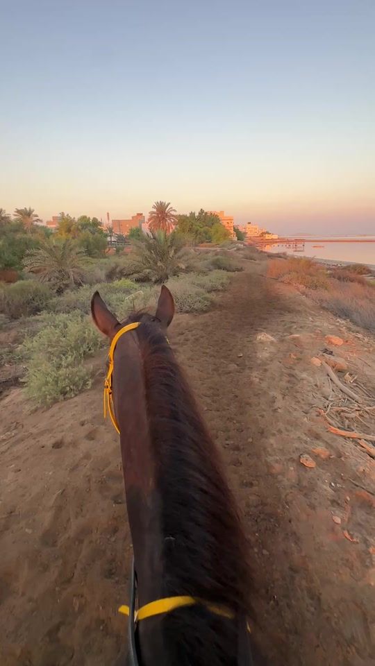 TikTok video thumbnail by horse_bh
