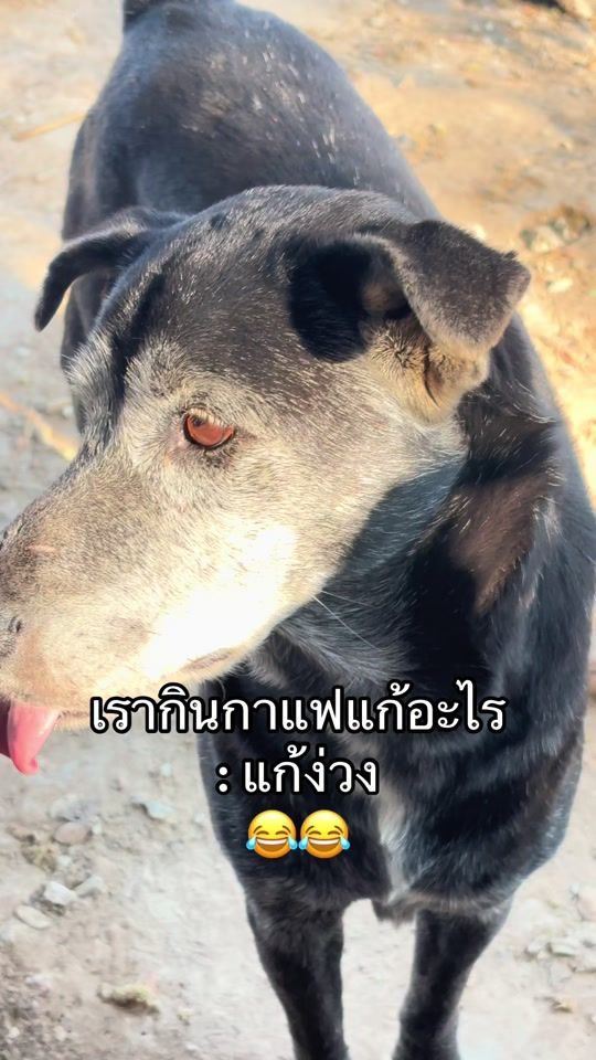 TikTok video thumbnail by maruay_friend