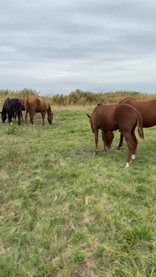 TikTok video thumbnail by .949448
