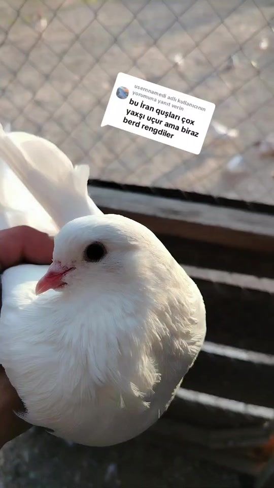 TikTok video thumbnail by ruslanismailpasha