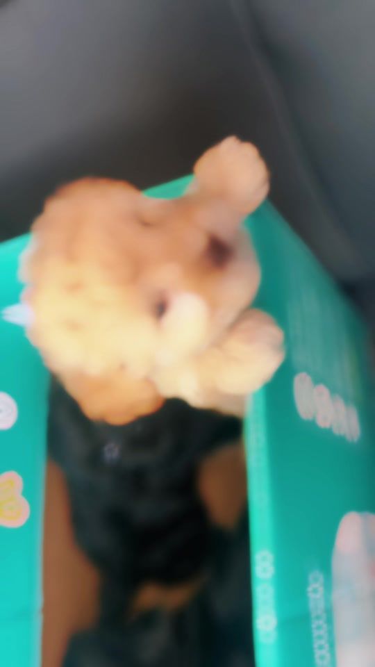 TikTok video thumbnail by hersheythemalti