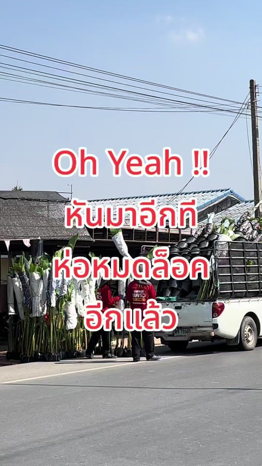 TikTok video thumbnail by plantandpraew