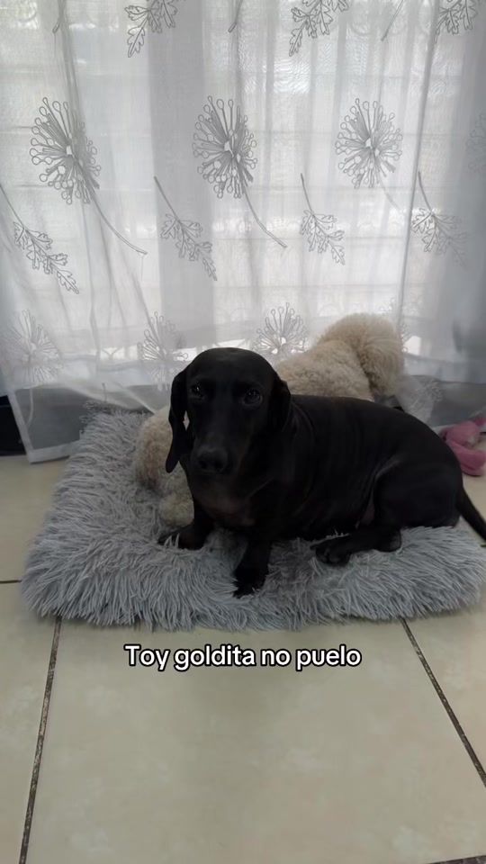 TikTok video thumbnail by vane_cia