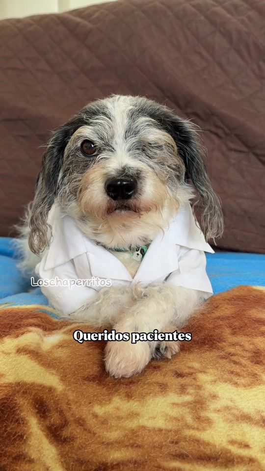 TikTok video thumbnail by loschaperritos_