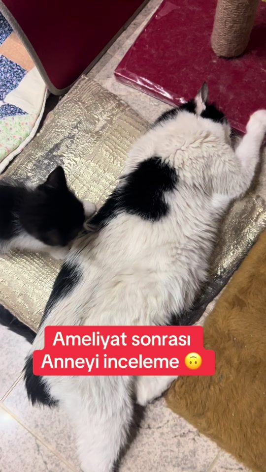 TikTok video thumbnail by nur_80_