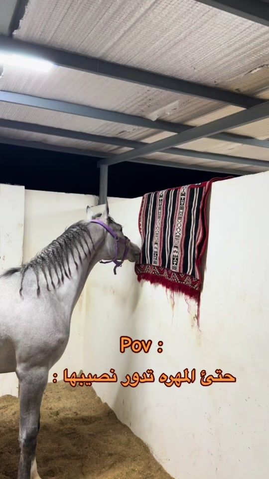 TikTok video thumbnail by royn97