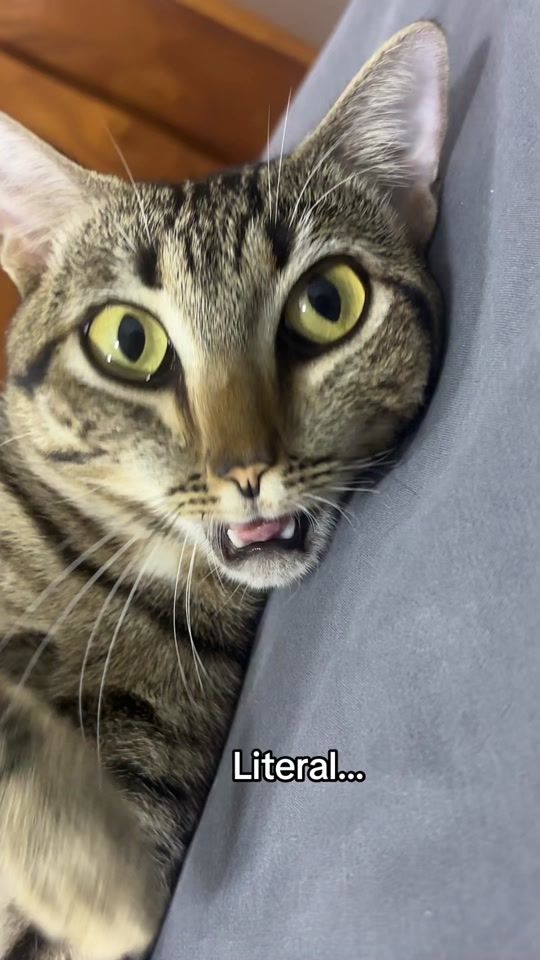 TikTok video thumbnail by farinava
