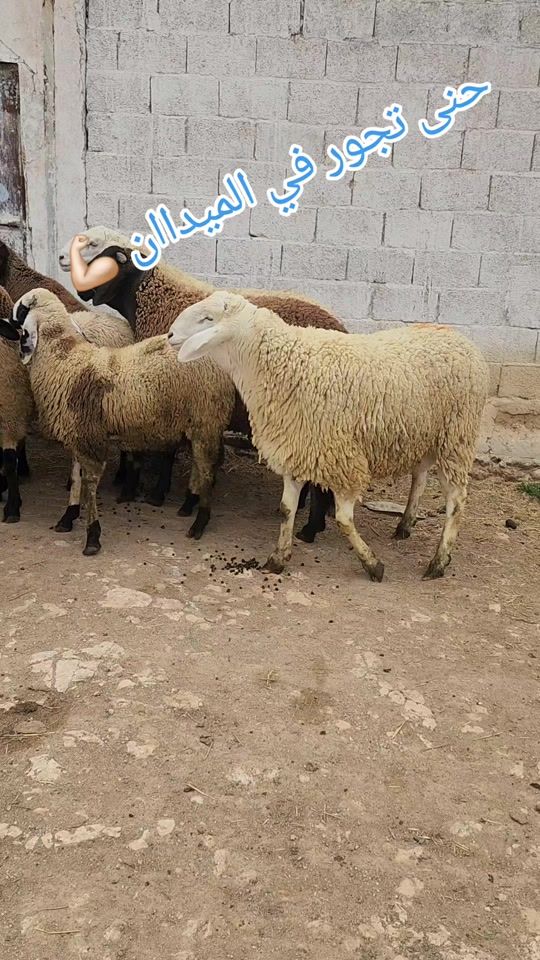 TikTok video thumbnail by hamid_n9aws_34