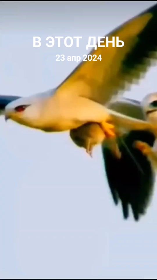 TikTok video thumbnail by anvar261277