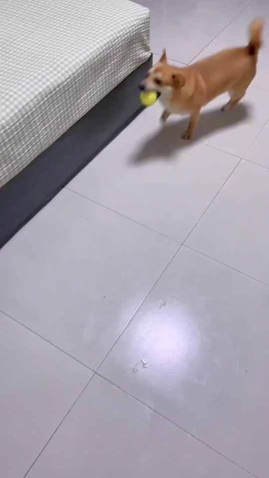 TikTok video thumbnail by missingmegaxina