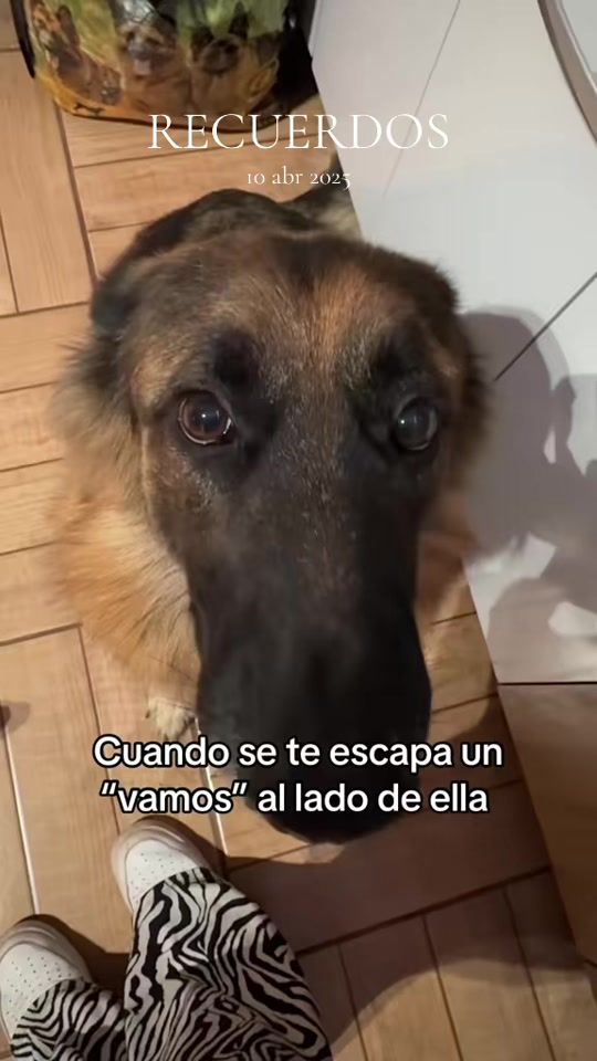 TikTok video thumbnail by antitofalcon_