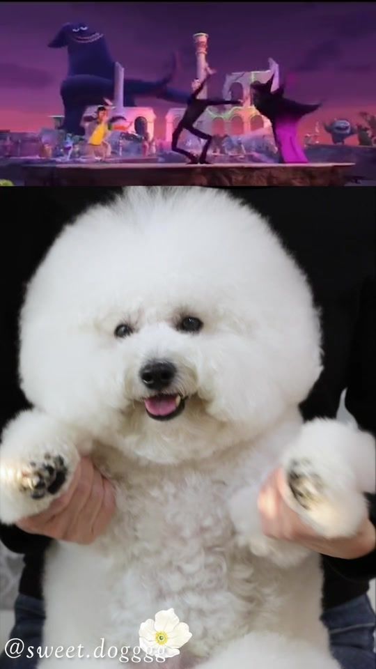 TikTok video thumbnail by sweet.dogggg