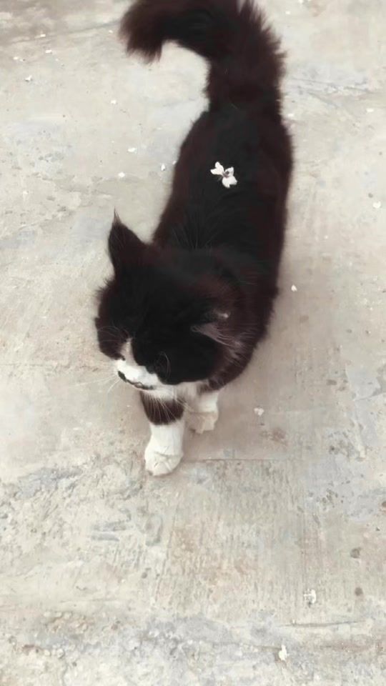 TikTok video thumbnail by talk3321