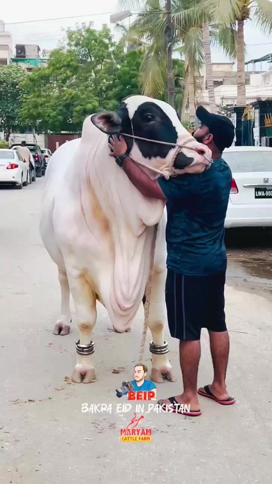 TikTok video thumbnail by syedmohammadabid