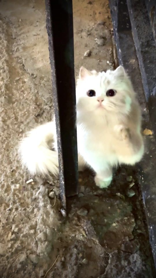 TikTok video thumbnail by 997q_