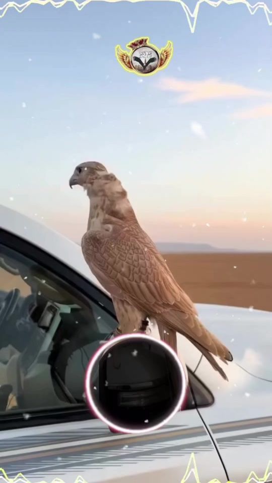 TikTok video thumbnail by .20248609