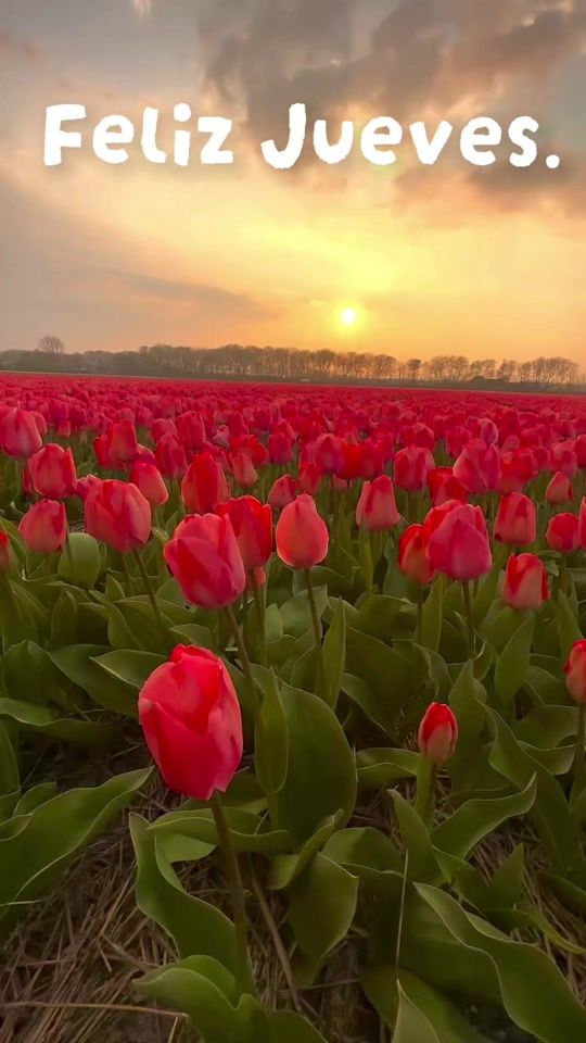 TikTok video thumbnail by ruthruiz770