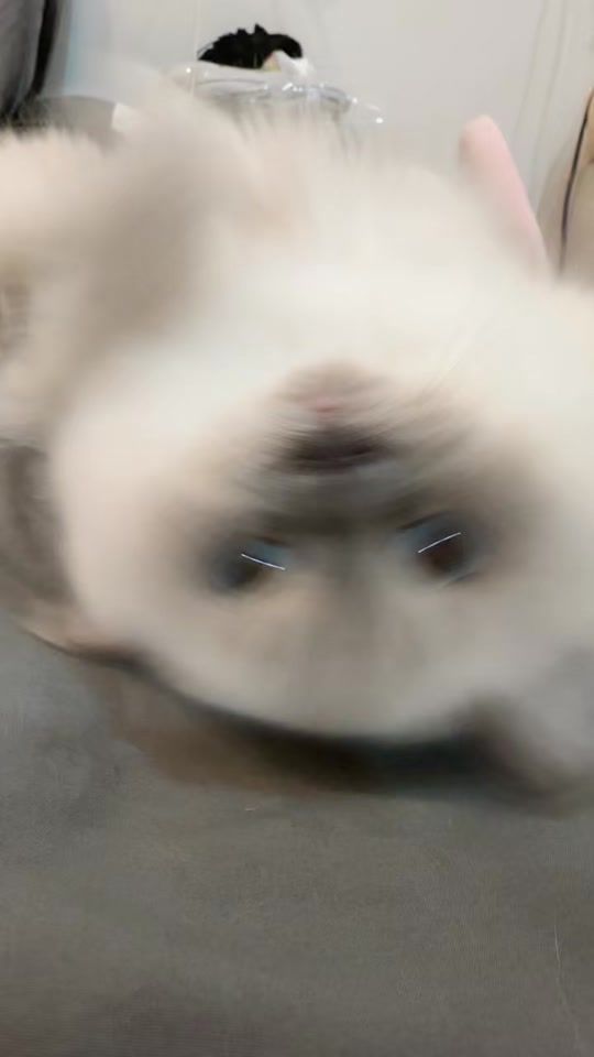 TikTok video thumbnail by koko__0707