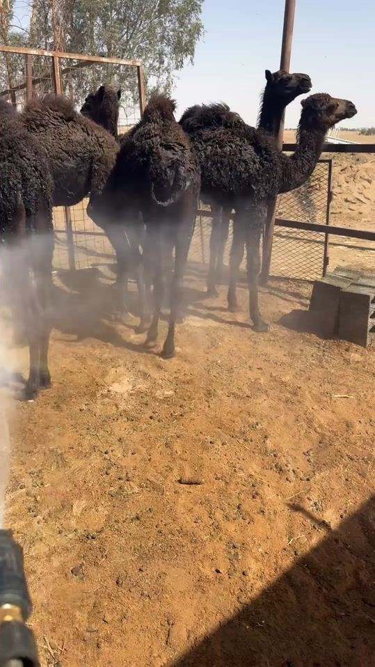 TikTok video thumbnail by hamad.atawi